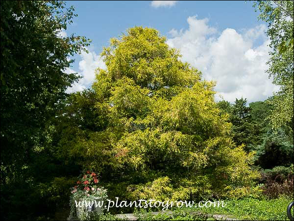 Sawara Cypress (Chamaecyparis pisifera filifera aurea)) .A large mature tree at the botanical gardens. (July 30)